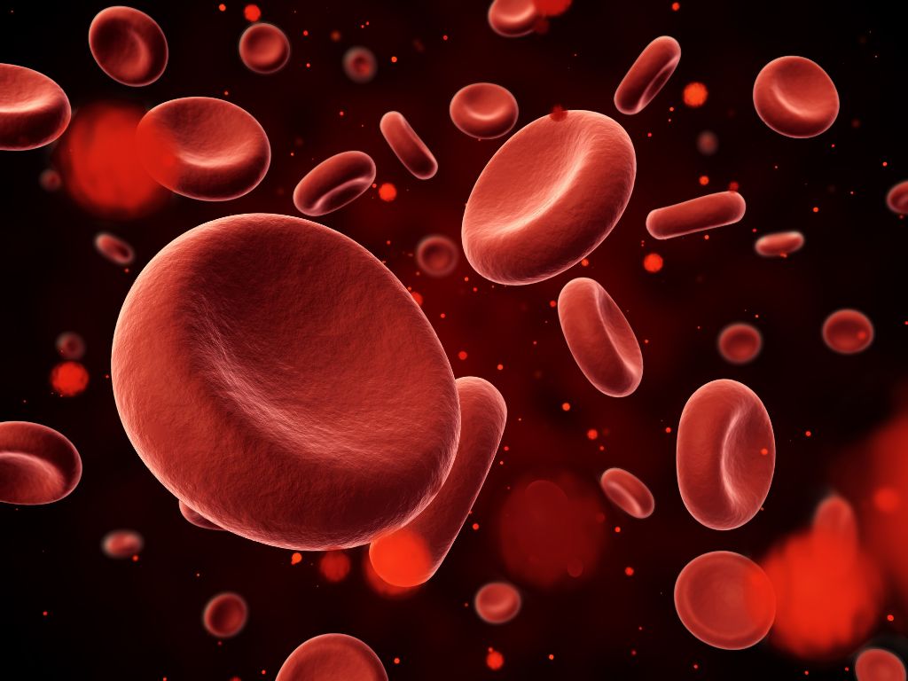 Breathing Easy at Altitude: Top 5 Reasons to Use a Concentrated Oxygen Machine 3 Close-up view of red blood cells floating in a dark red background, illustrating their structure and movement in the bloodstream.
